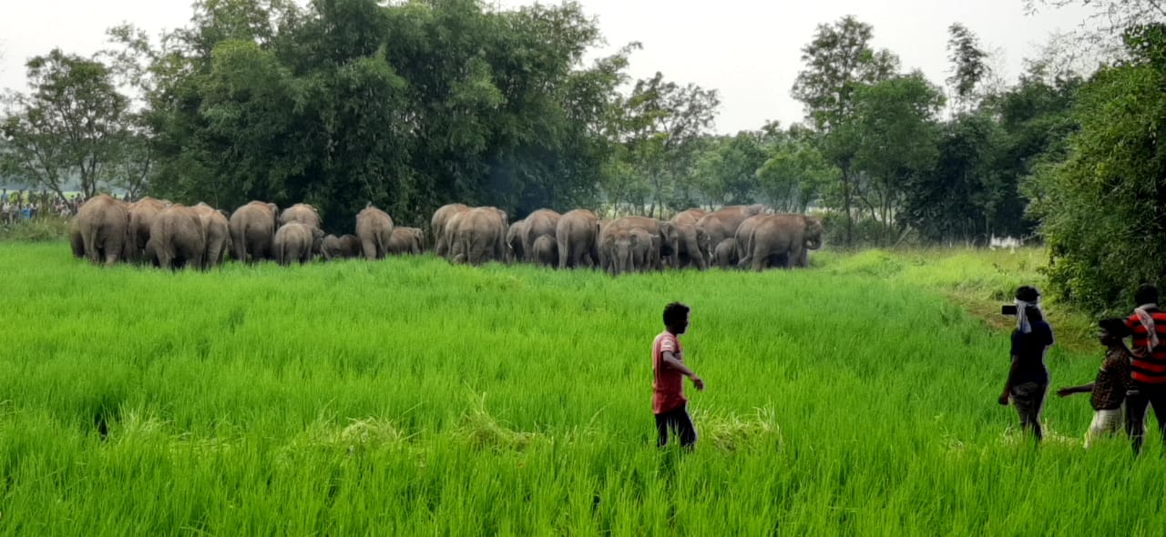 Coexistence of Elephants and Humans: Insights from Kurung Village