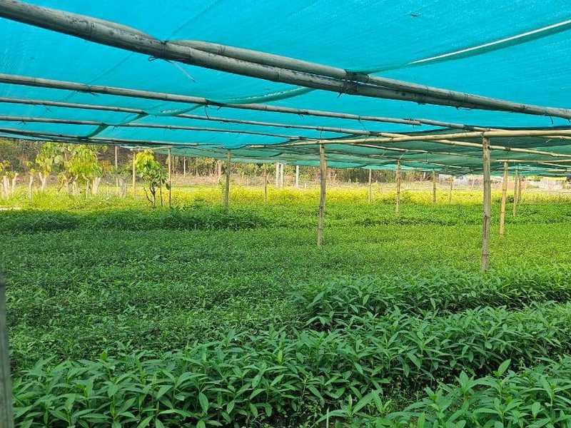 Forest nursery